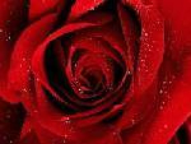 Escortservice bietet attraktive Ladys - Begleitagentur - Bundesweit